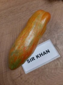 Shir Khan paradicsom - Paradicsom különlegességek az Egzotikus Növények Stúdiója kínálatából